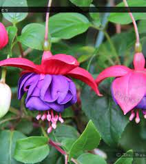Dark Eyes Ref Fuchsia Finder Fuchsia Flowers Dark Eyes Fuchsia Flower