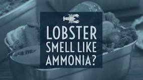 What does bad lobster smell like?