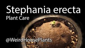 It is an airy pendulum plant with beautiful large fresh green leaves, which has a small resemblence of the famous pancake plant. Stephania Erecta Plant Care Youtube