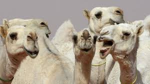 I think it's not really worth it these days. 12 Camels Disqualified From Beauty Pageant In Saudi Arabia For Getting Botox Allure