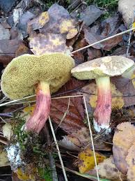 Image result for Xerocomellus diffractus