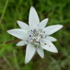 Image result for Alepidea