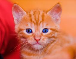 Orange cat with blue eyes. Orange Tabby Kitten Blue Eyes Novocom Top