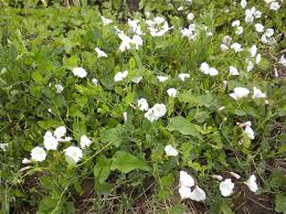 Image result for Convolvulus arvensis