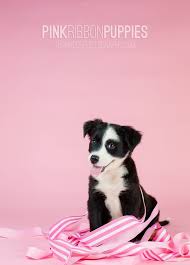 Contact Us Pink Ribbon Puppies Pink Ribbon Border Collie Pink Envelopes