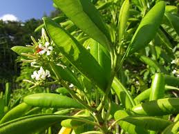 Image result for Fagaropsis