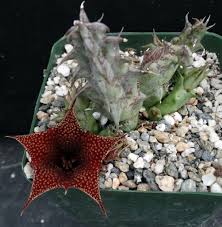 Image result for Huernia levyi