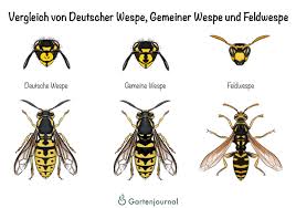 Die arbeiterinnen der wespen halten solange durch, bis keine larven mehr vorhanden sind, um die sich gekümmert werden muss oder keine nahrung mehr auffindbar ist. Gemeine Wespe Merkmale Lebenszyklus Und Hinweise Zum Umgang