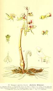 Image result for Epipogium roseum