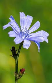 Image result for Cichorium intybus
