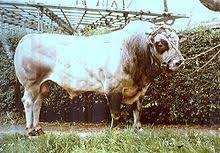 Piedmontese is far superior than conventional grass fed beef. Piedmontese Cattle Wikipedia