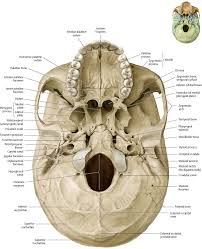 The occipital bone is located at the back of the skull and protects the underlying cerebellum, brainstem, and occipital lobe of the cerebrum. Bones Of The Head Atlas Of Anatomy