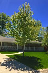 Privacy trees create lush living fences to help screen your backyard from unwanted prying eyes. Six Favorite Shade Trees To Beat The Heat Western Garden Centers