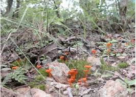 Image result for Brachystegia microphylla