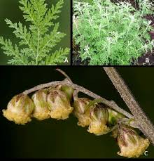 Image result for Artemisia afra