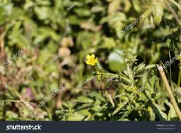 Image result for Ranunculus multifidus