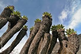 Image result for Dendrosenecio