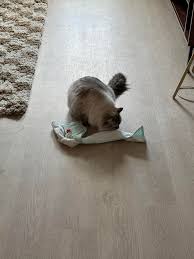 Just wanted to share some enrichment I've been doing with my 2.5 year old  Ragdoll!