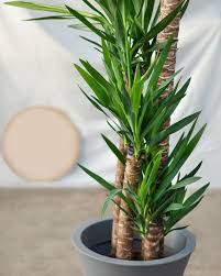 Image result for yucca gigantea en casa