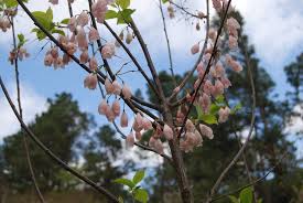 Image result for Halesia