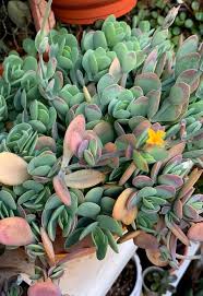 Image result for Kalanchoe rotundifolia