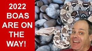 Breeding Boas? Get these 10 Indispensable Items for Success!
