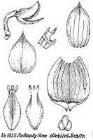 Image result for Dichilus