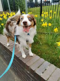 Check spelling or type a new query. The United Kingdom Miniature American Shepherd Club Ukmasc Home Facebook