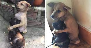 Dog Hugs Other Dog 2025 | www.yummybowl.com