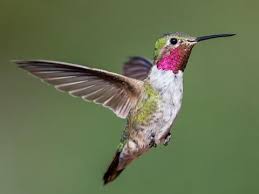 However, most of those species are accidental visitors and are very rarely seen here. Broad Tailed Hummingbird Identification All About Birds Cornell Lab Of Ornithology