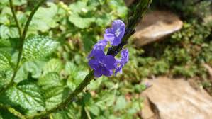 Image result for Stachytarpheta indica