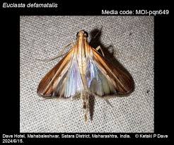 Image result for Euclasta