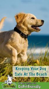 Las vegas golden retriever rescue ( keith@h2ovelocity.com). Keep Your Dog Safe At The Beach Gopetfriendly