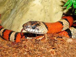 Eastern king snakes have experienced population declines throughout florida and are not commonly found. Orange And White Snake Free Image Peakpx