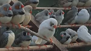 White Bird With Red Cheeks Black Cheek White Finch Finch Zebra Finch Zebra