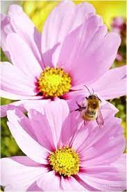 Twin Cosmos Flower And Honey Bee Explored Cosmos Flowers Bee Cosmos