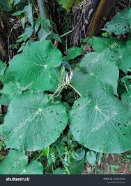 Image result for Piper umbellatum