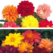 Gif delivery manila & philippines.shop for flowers in philippines and gifts by occasion. Dahlia Mix Color Flower Seeds Shopee Philippines