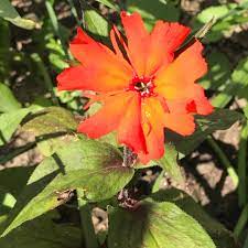The flower is more easily identified in side view, as it has a distinctive bulb as shown in this photo to more information: Lychnis X Arkwrightii Orange Gnome Maltes Cross Orange Gnome In Gardentags Plant Encyclopedia