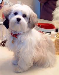 They are usually easier to train, and require less attention and affection than the standard shih tzu but are. Mal Shi Maltese X Shih Tzu Mix Temperament Puppies Pictures