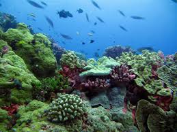 A housing for a controlled physical environment in which people can live surrounded by inhospitable conditions (as under the sea) Habitat Wikipedia