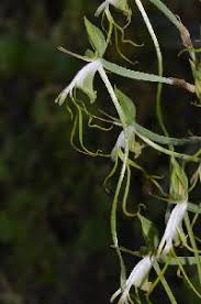Image result for Habenaria tentaculigera