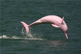 10 Animals Living In Amazon River That Open Your Eyes River Dolphin Pink River Dolphin Pink Dolphin