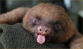 Baby Sloth With A Big Yawn Cute Baby Sloths Baby Sloth Cute Wild Animals