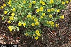 Image result for Polyspatha hirsuta