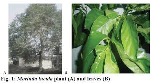 Image result for Morinda lucida