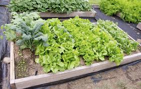 However there are a lot of variables that can impact the effectiveness of plant companions. Kale Companion Planting What Are Good Companion Plants For Kale