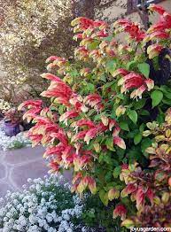 My Shrimp Plant Pruning Experiment Trees To Plant Plants Flowers Perennials