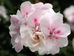 Image result for Pelargonium whytei