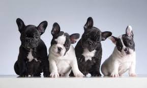 Great french bulldog breed information. Do French Bulldogs Change Color Frenchie World Shop
